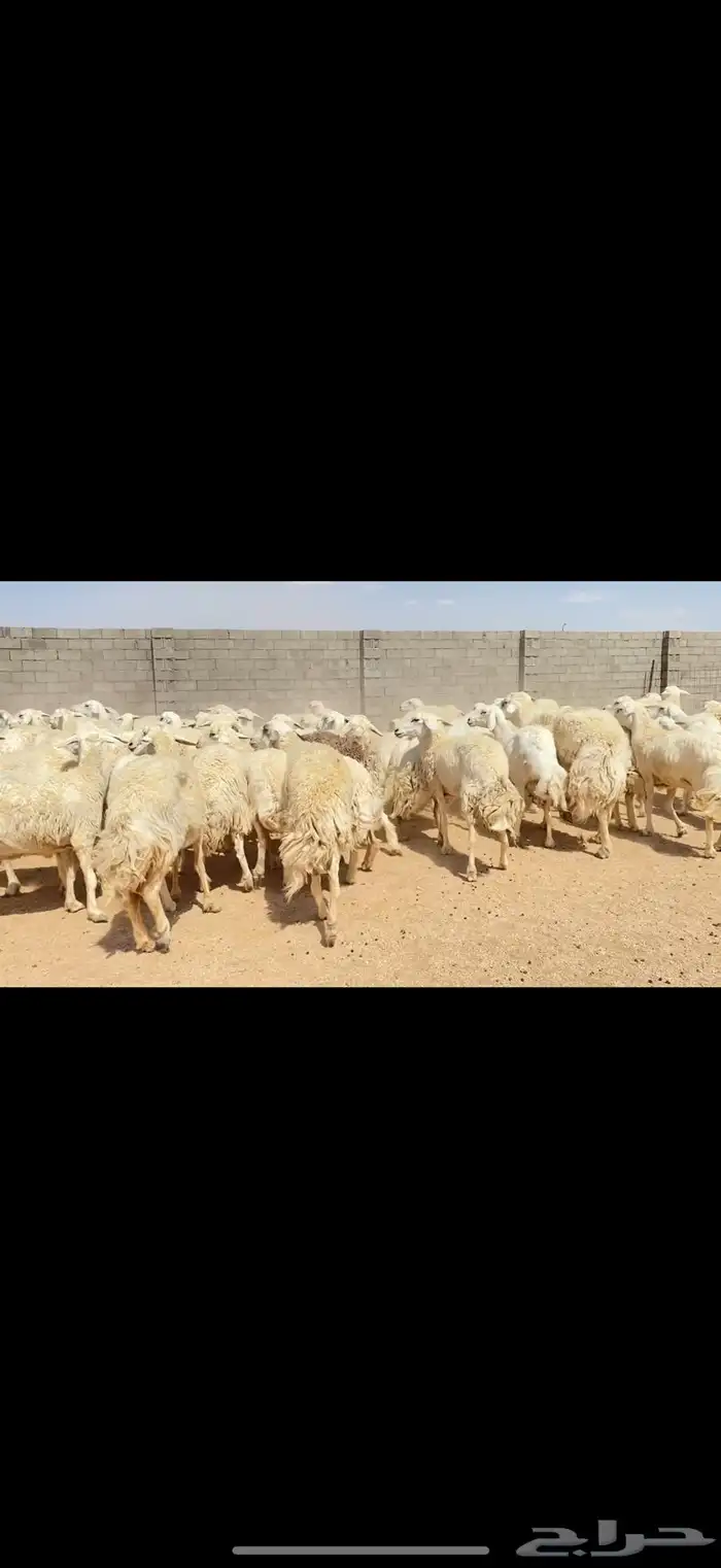 غنم حريات حرش مراح واحد (( تمم البييع )) 12