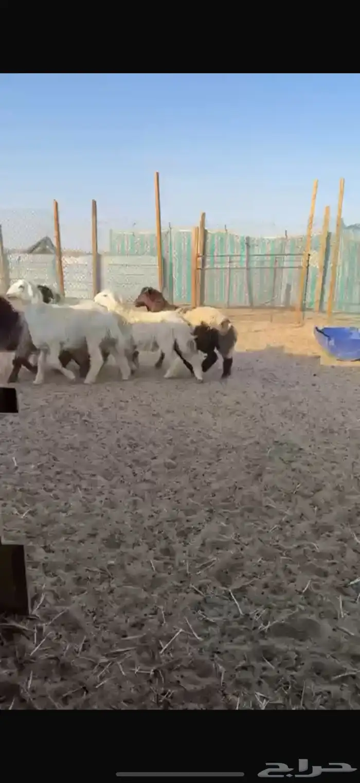 ذبايح. حري ونعيم وسواكن مع الصلخ 3