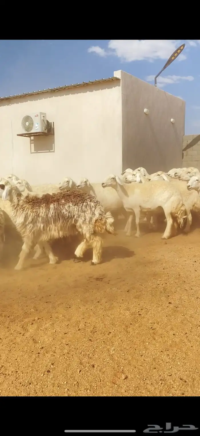 غنم حريات حرش مراح واحد (( تمم البييع )) 14