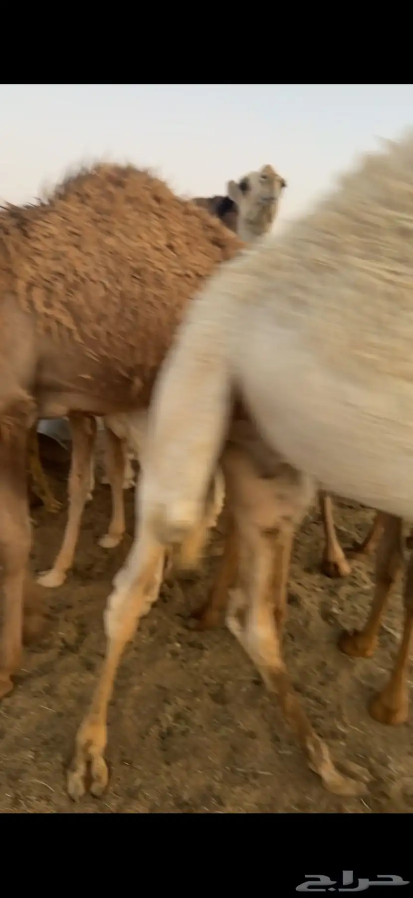 حشو قعدان عمار سته شهور فاخره ع الحليب 5