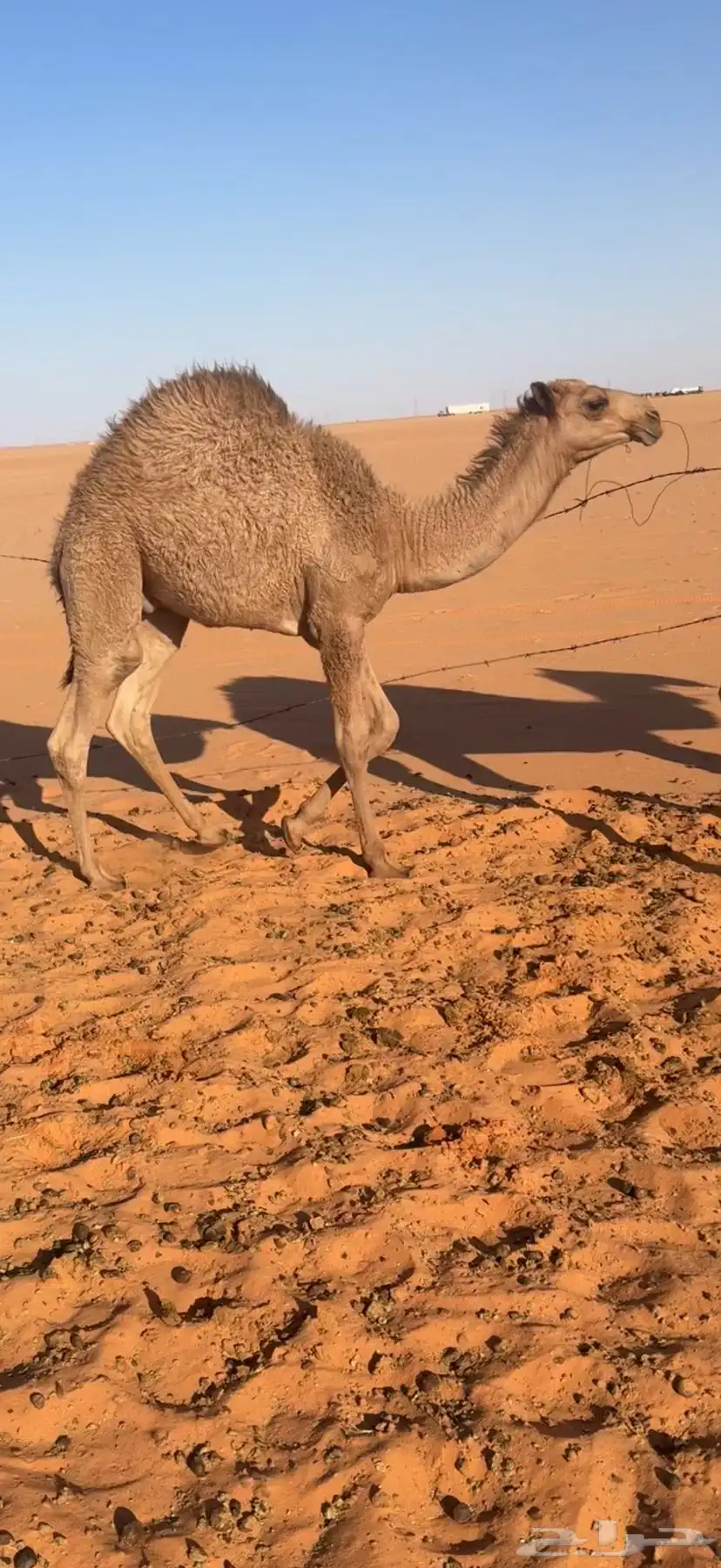 قعود 0