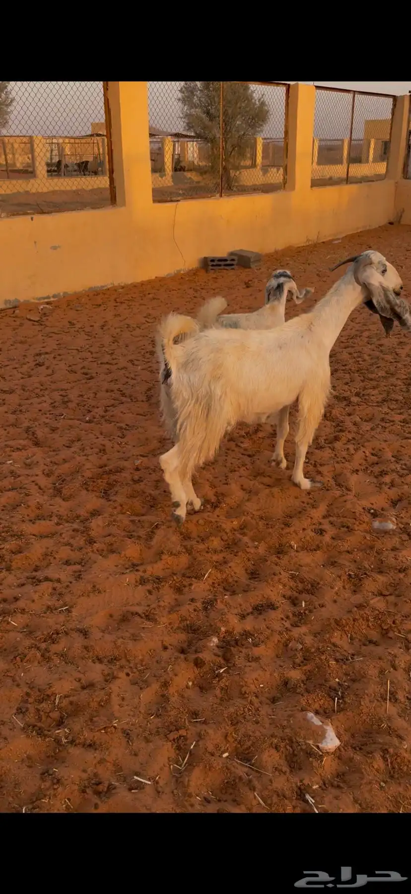 رباع حدرها جفره 2