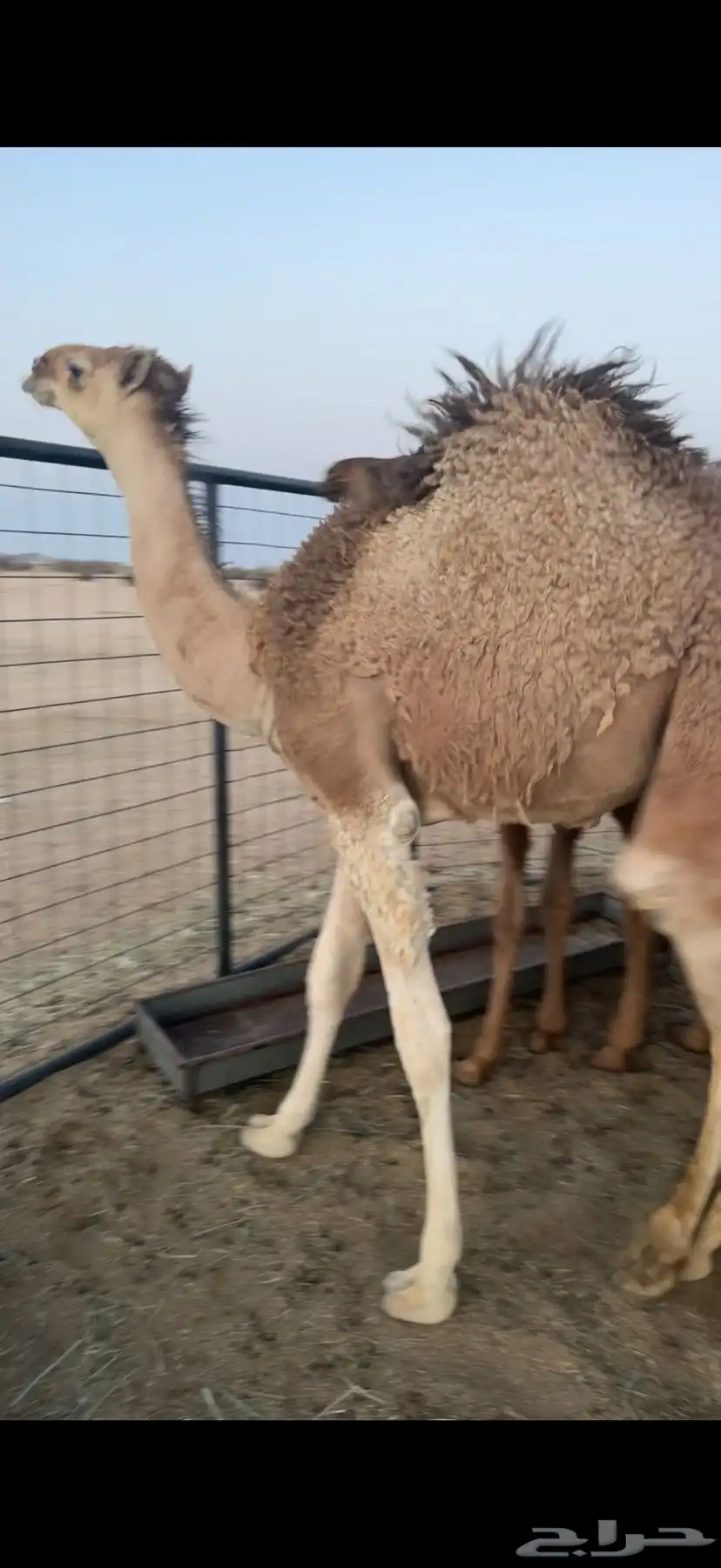 حشو قعدان عمار سته شهور فاخره ع الحليب 7