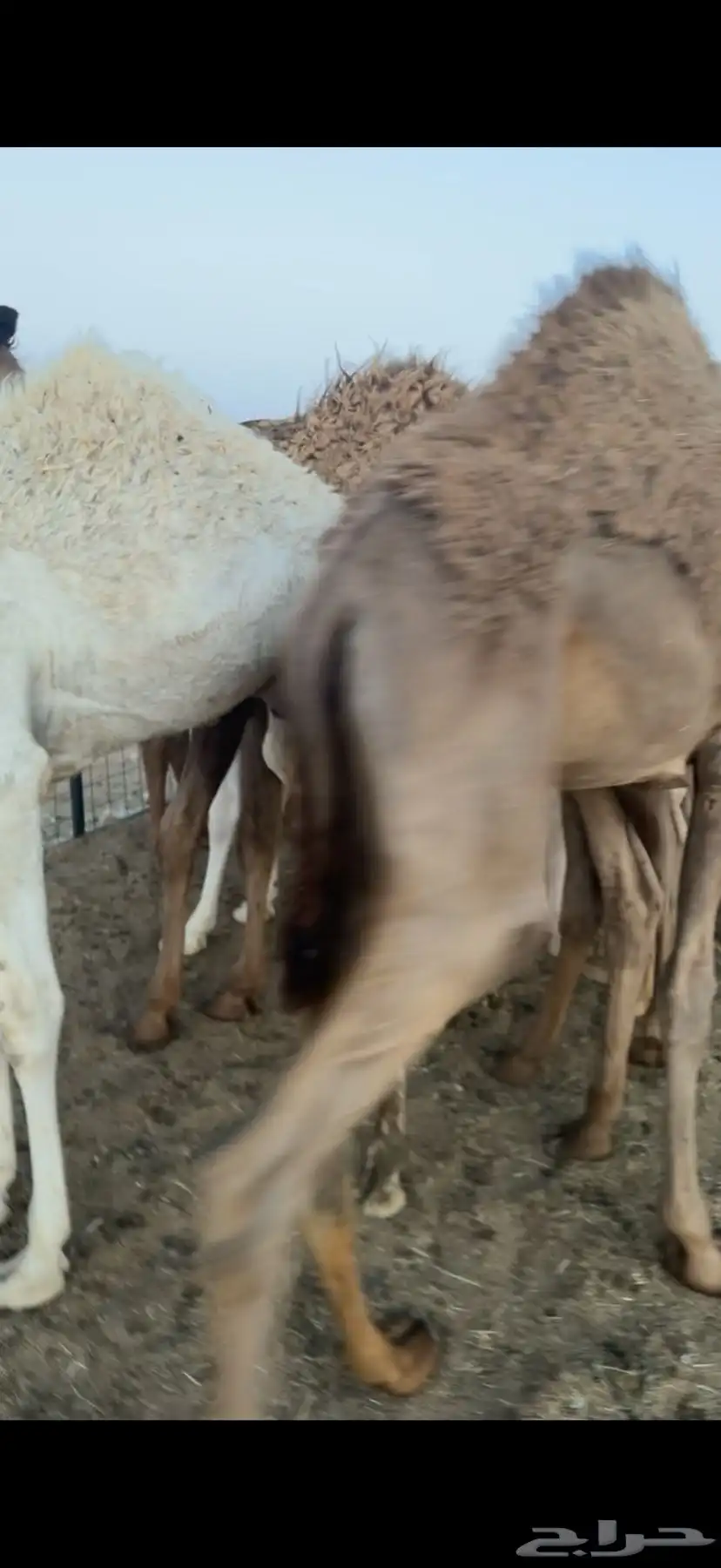 حشو قعدان عمار سته شهور فاخره ع الحليب 6