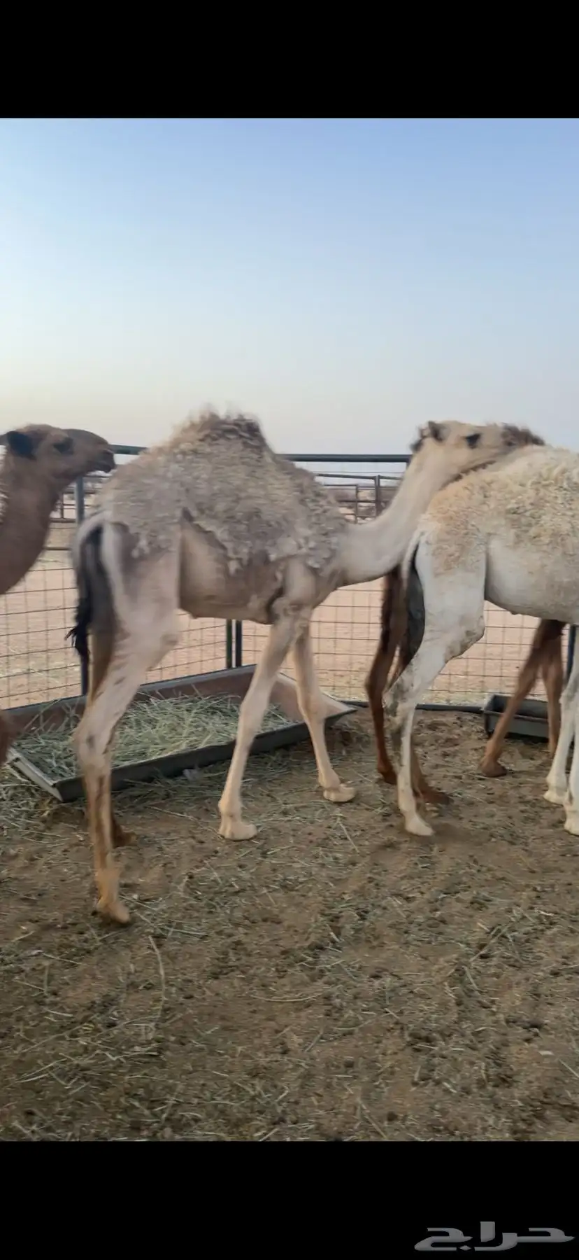 حشو قعدان عمار سته شهور فاخره ع الحليب 9