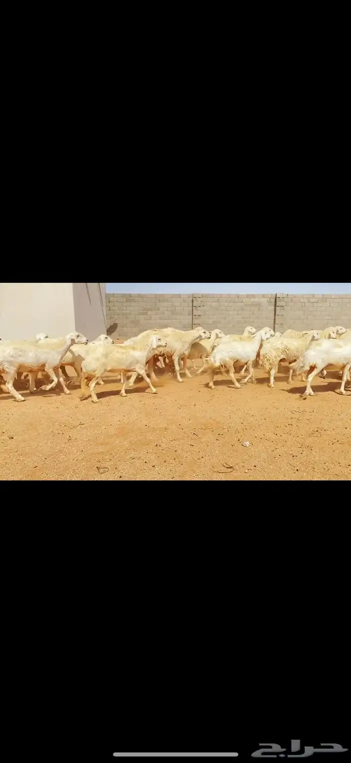 غنم حريات حرش مراح واحد (( تمم البييع )) 18