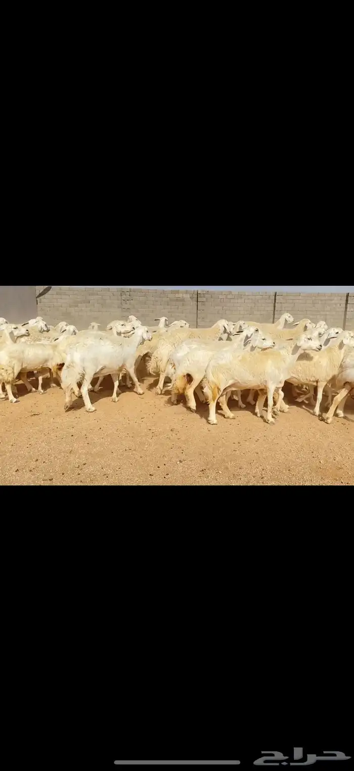 غنم حريات حرش مراح واحد (( تمم البييع )) 23