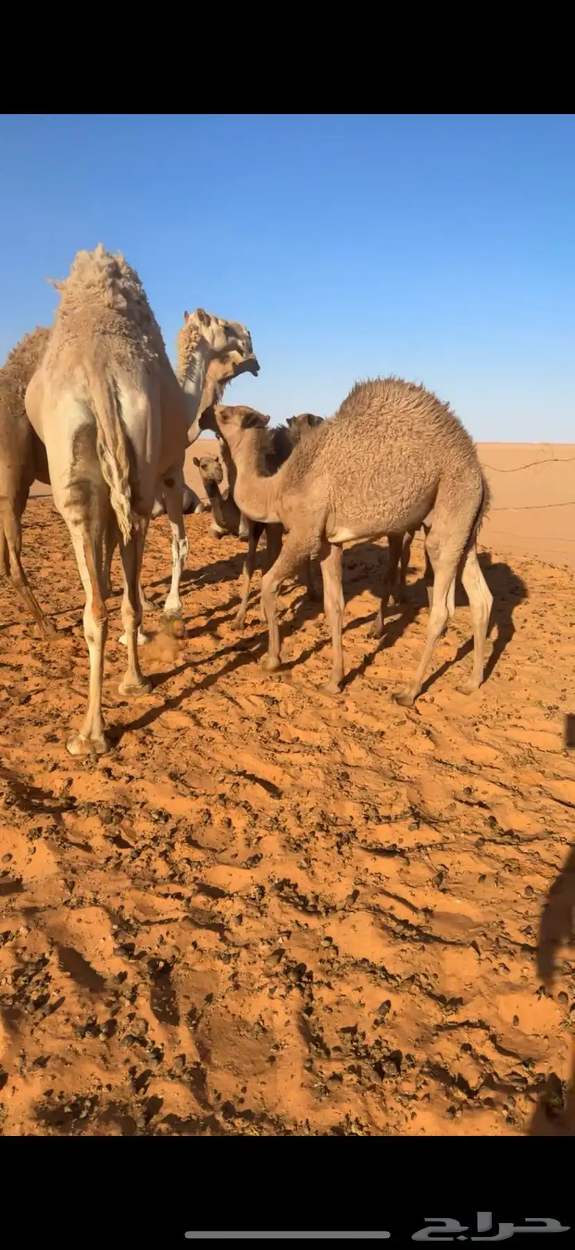 قعود 1