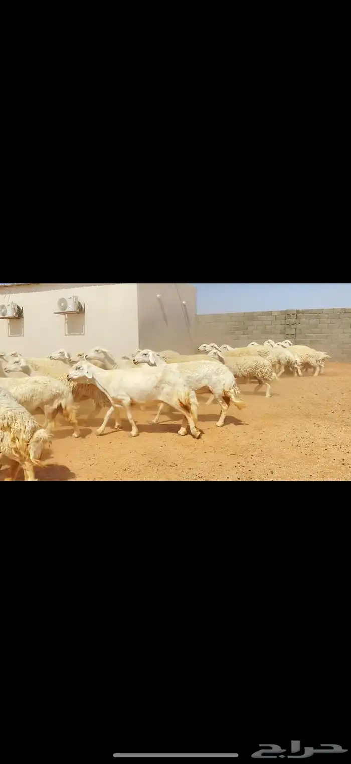 غنم حريات حرش مراح واحد (( تمم البييع )) 17