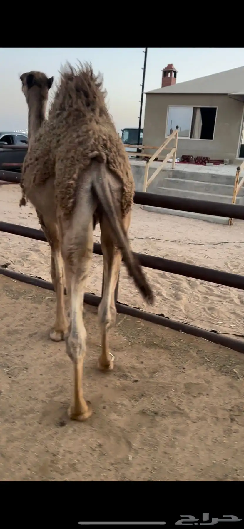 مفرود طايش شحم تحت أمه 0