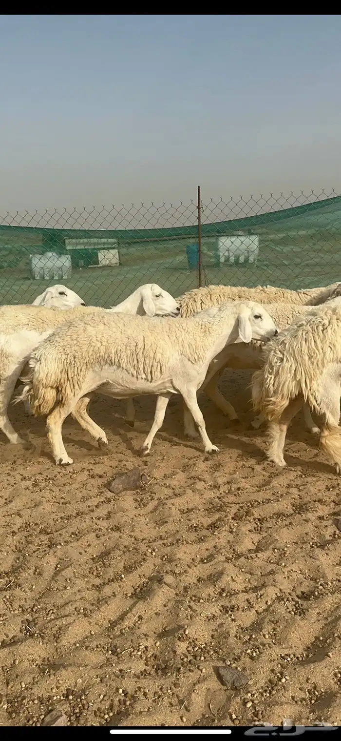 غنم حرية رخال منوة القناي 58 تحتها 2 9