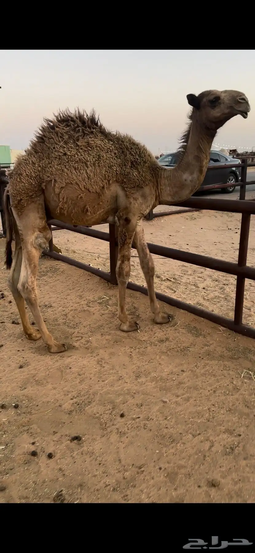 مفرود طايش شحم تحت أمه 2