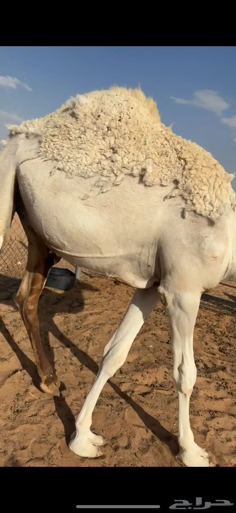 قعود مفرود تام 3