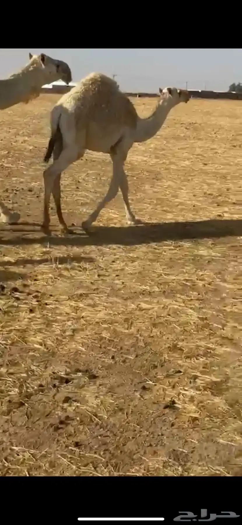 قعدان طيبه 4