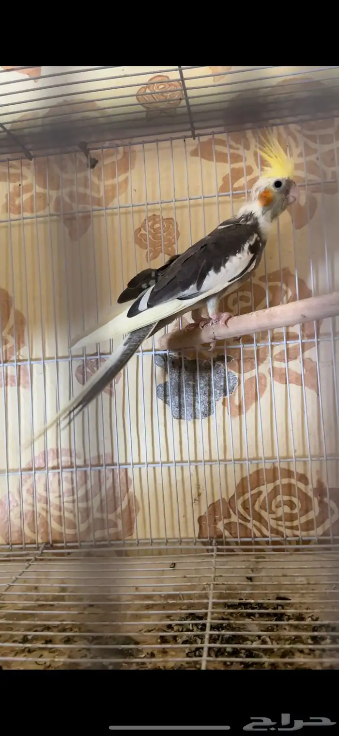 فرخ كيروان 5