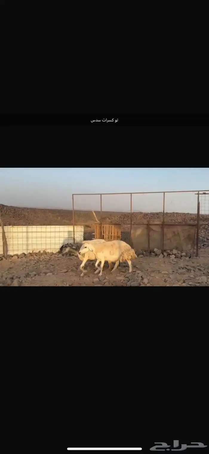 رخال ولد ودفيع 10