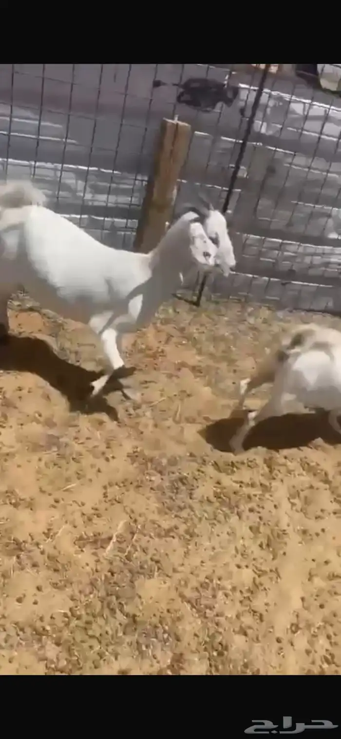عنز وبنتها للبيع 2
