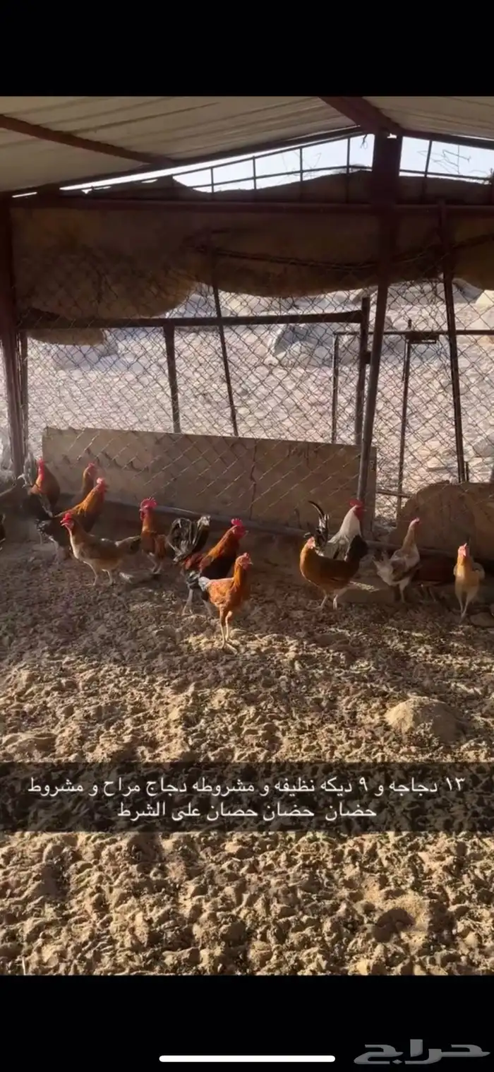 دجاج بلدي اصلي 1