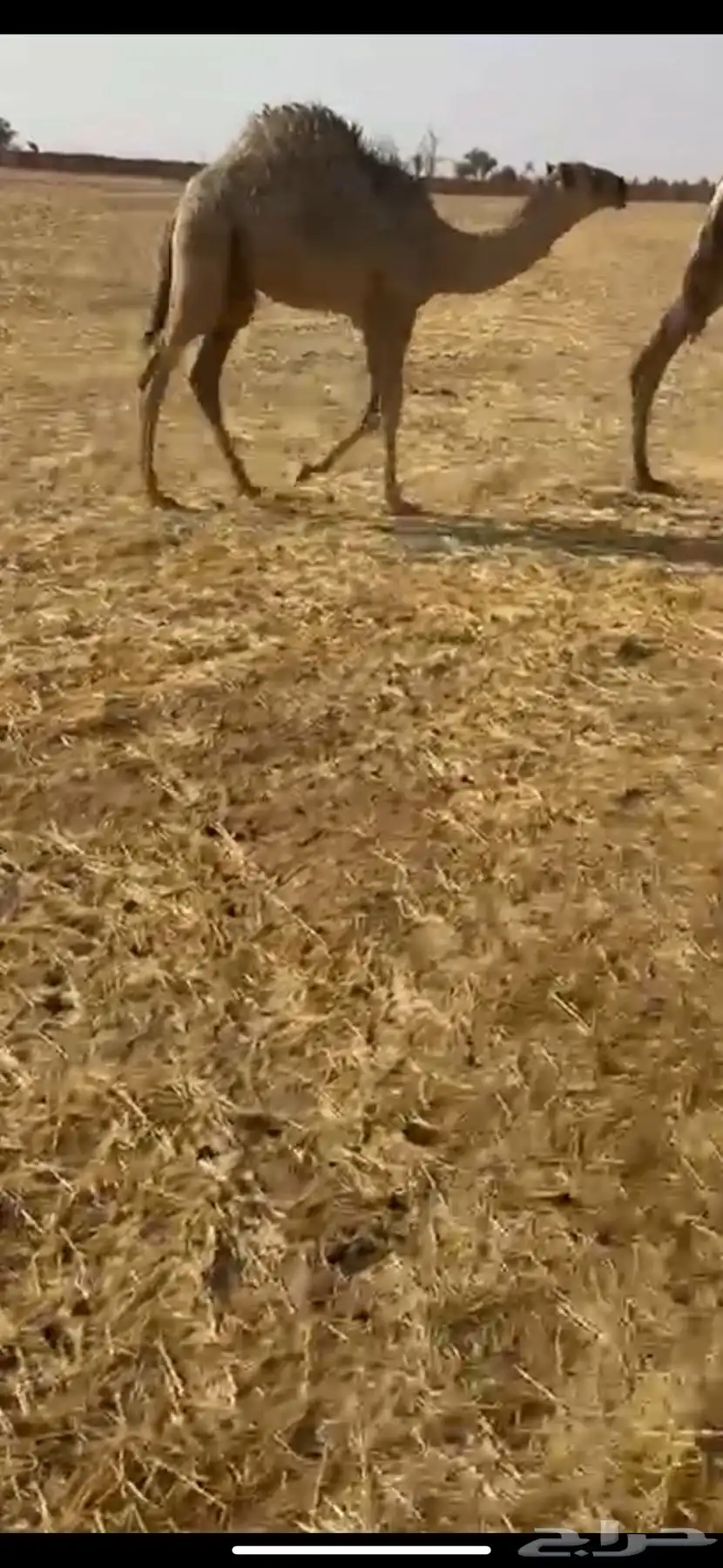 قعدان طيبه 1