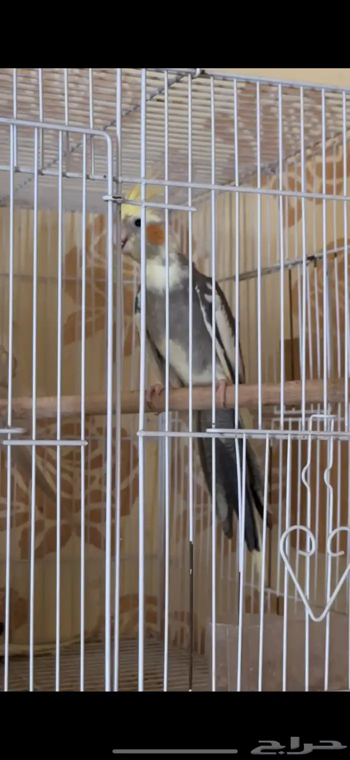 فرخ كيروان 1