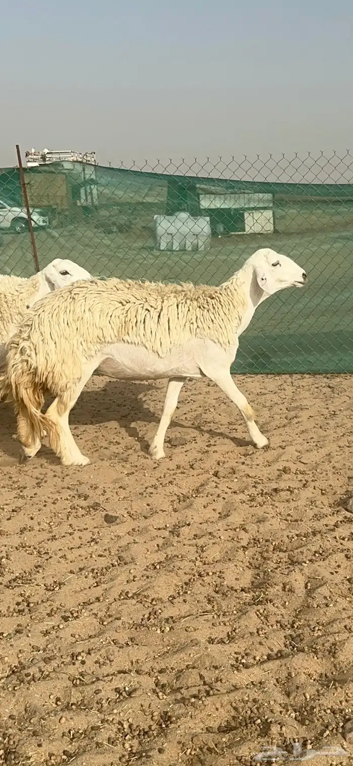 غنم حرية رخال منوة القناي 58 تحتها 2 0