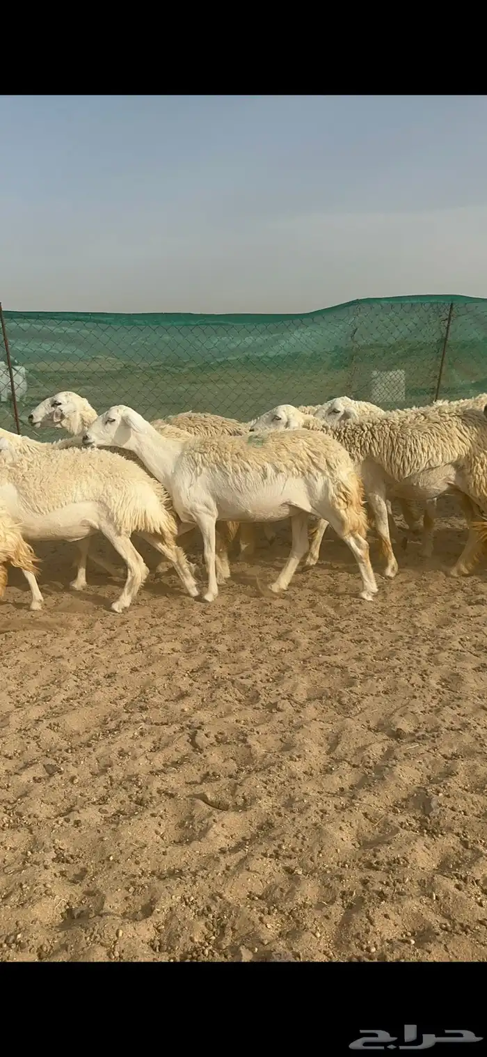 غنم حرية رخال منوة القناي 58 تحتها 2 4