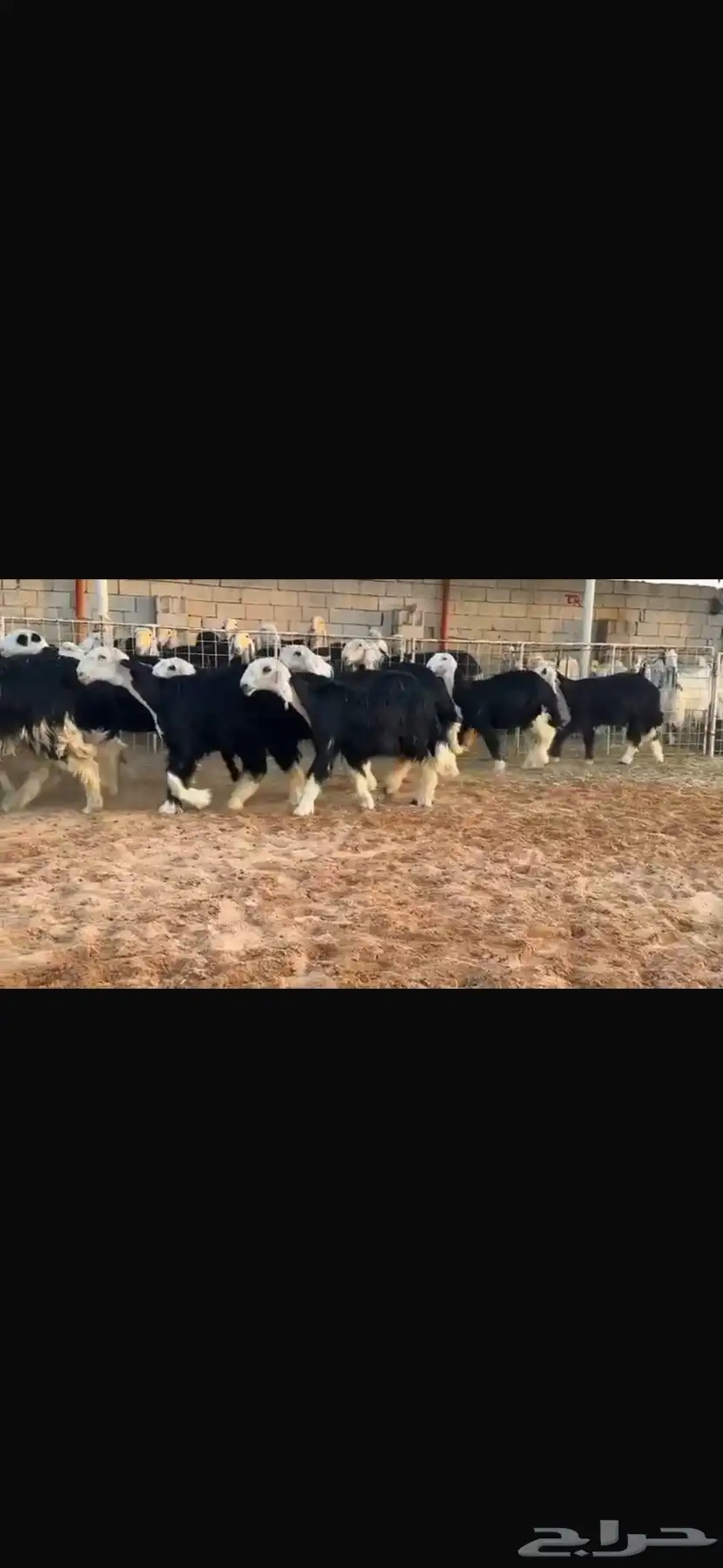 عرض بيع رخال جذعات 2