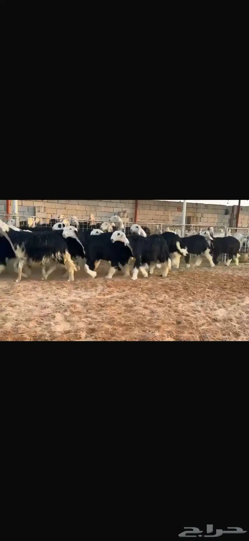 عرض بيع رخال جذعات 5