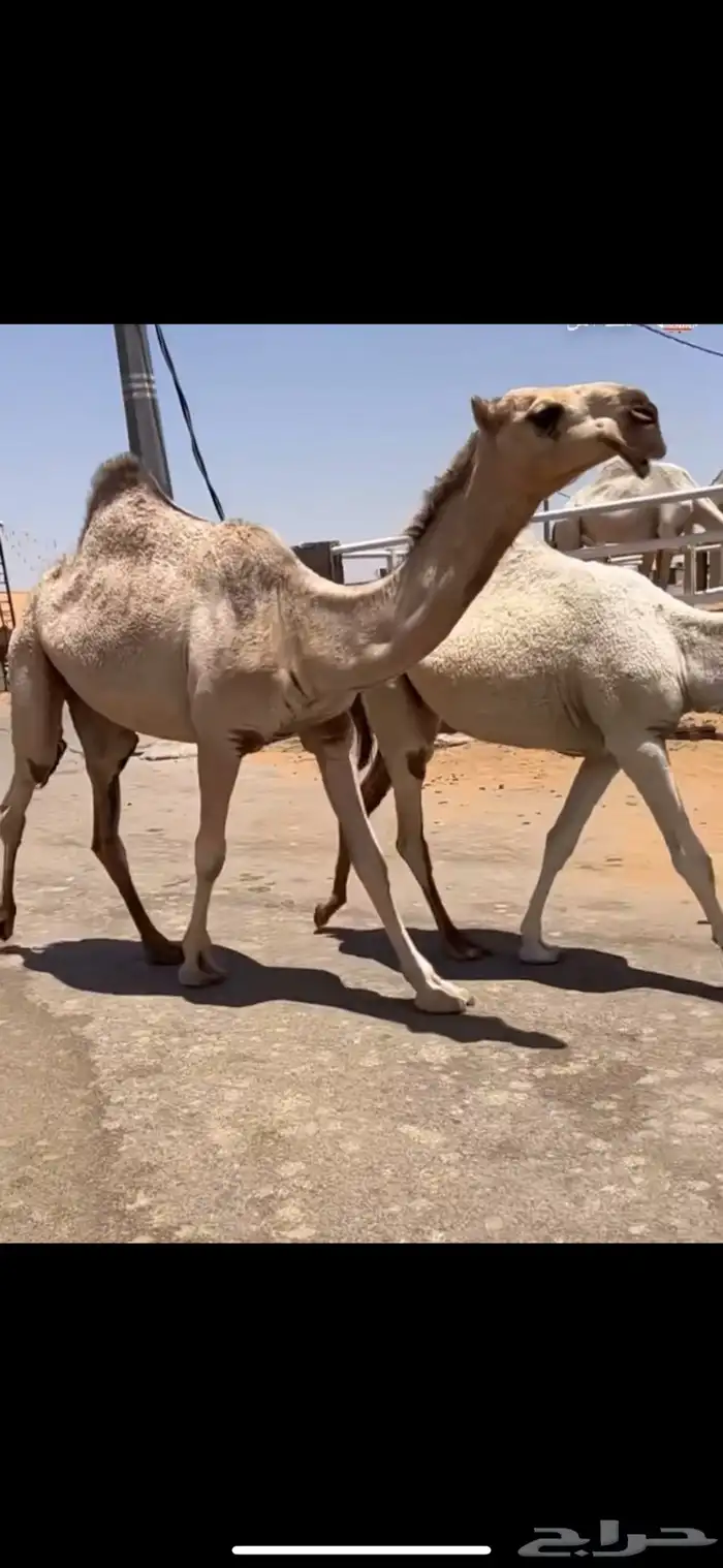 بكره حقه كفو 1