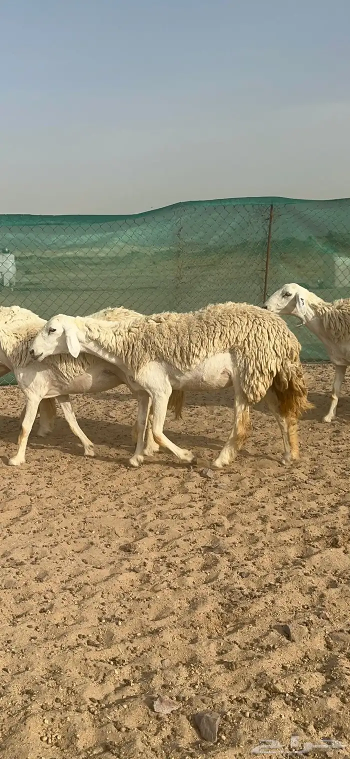 غنم حرية رخال منوة القناي 58 تحتها 2 14