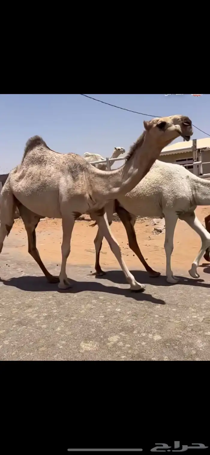 بكره حقه كفو 0
