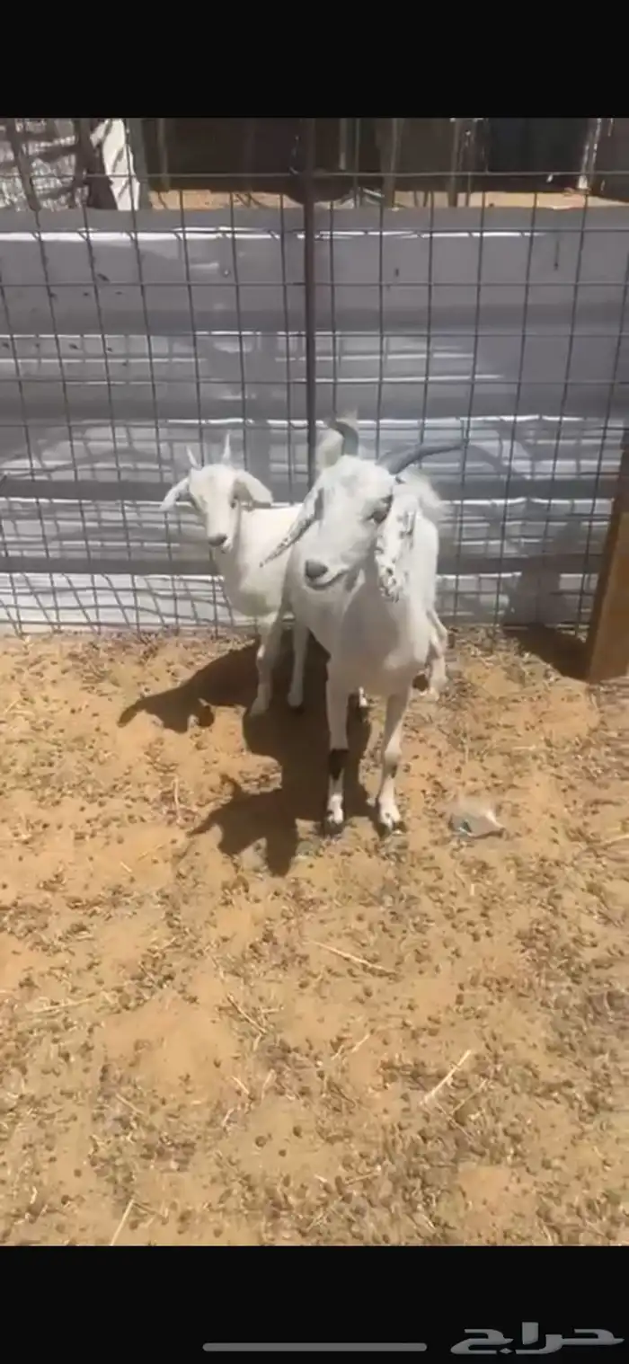عنز وبنتها للبيع 1