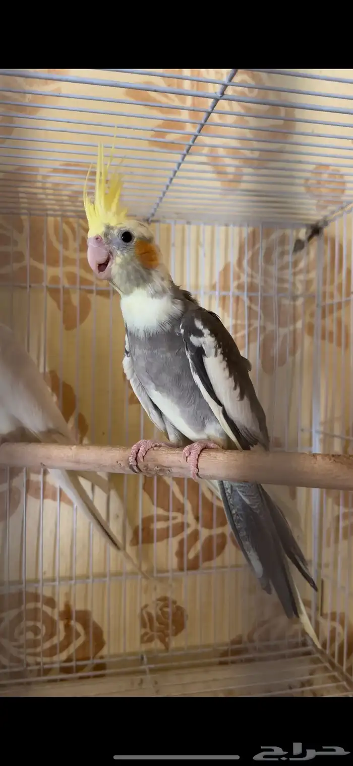 فرخ كيروان 4