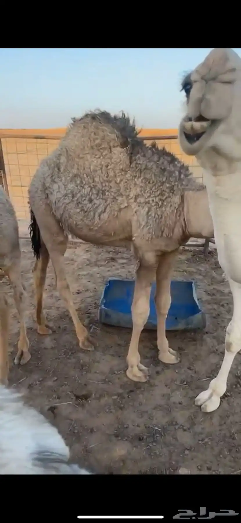 قعدان طيبه 0