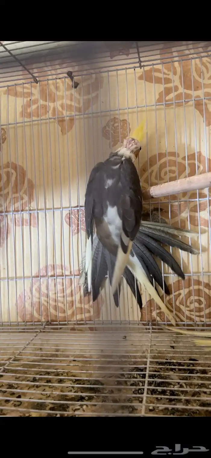 فرخ كيروان 6