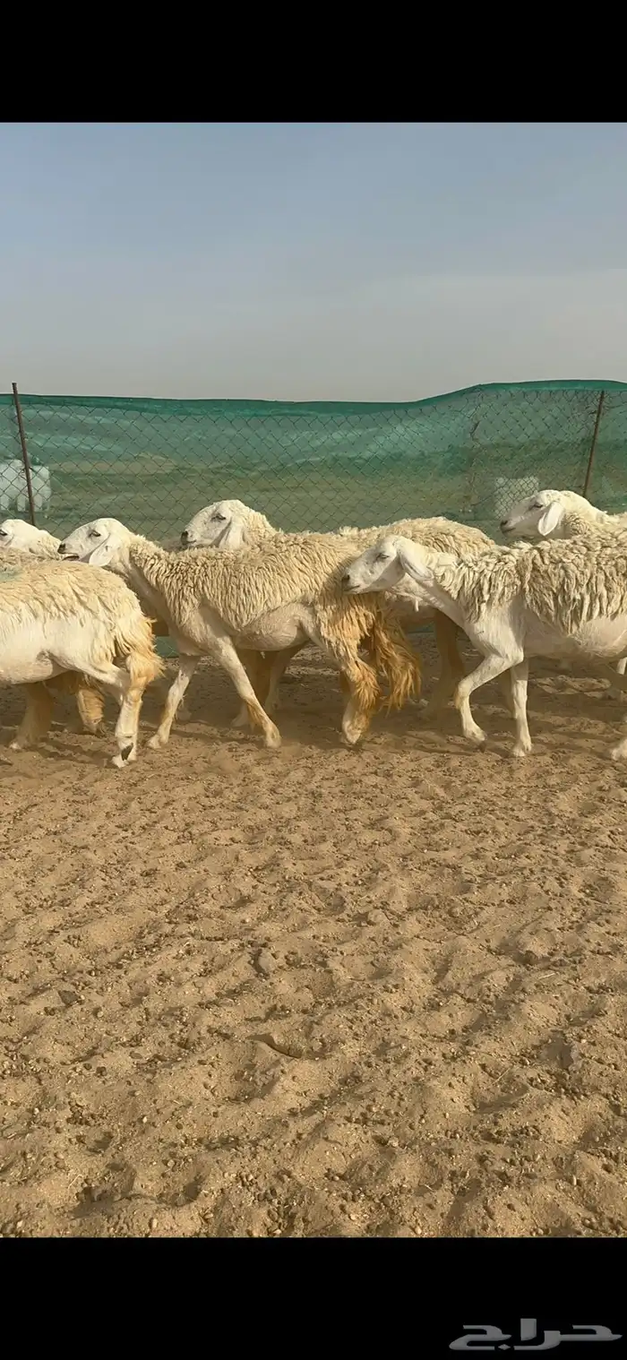 غنم حرية رخال منوة القناي 58 تحتها 2 3