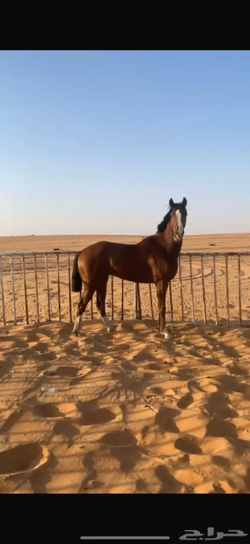 حصان خط سرعة سبوق 2