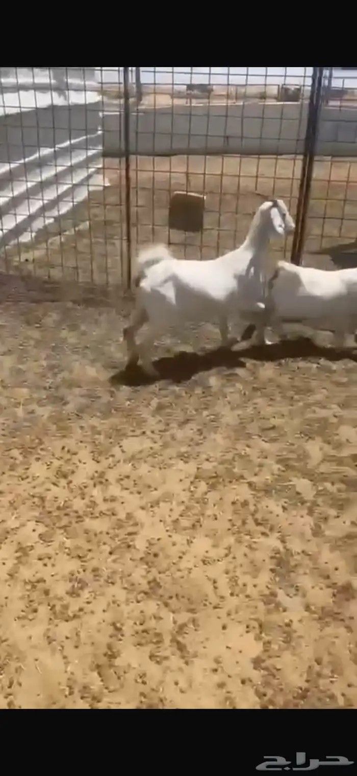 عنز وبنتها للبيع 3