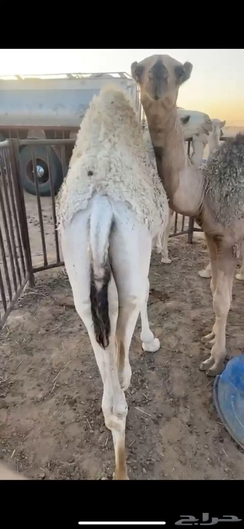 قعدان طيبه 3