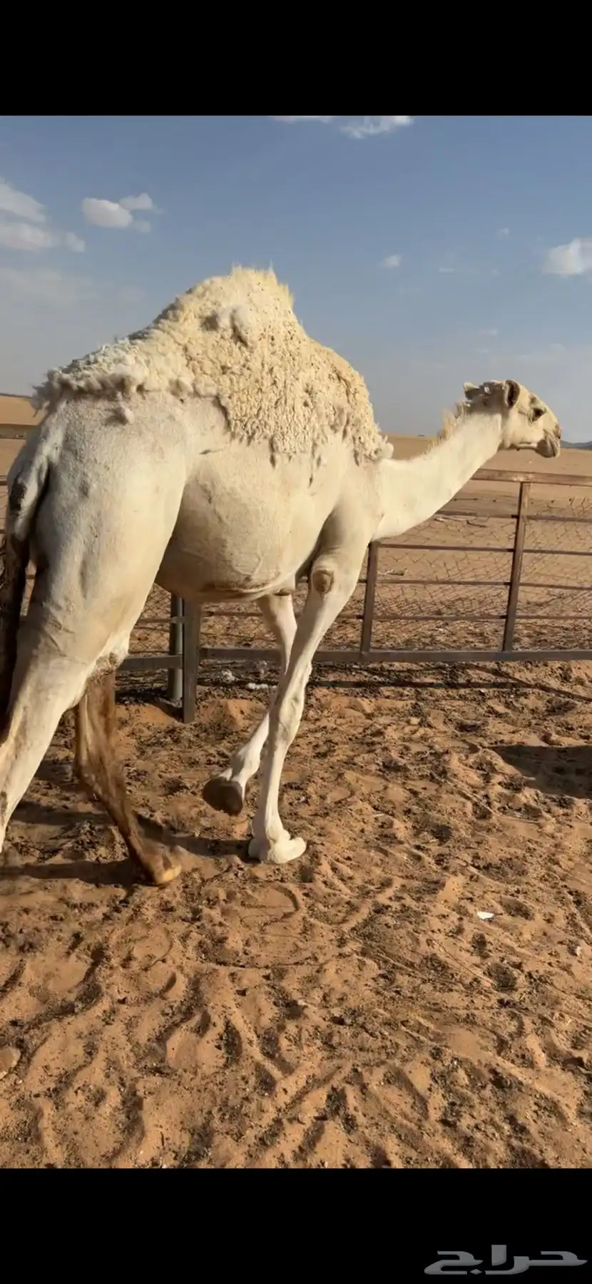 قعود مفرود تام 1