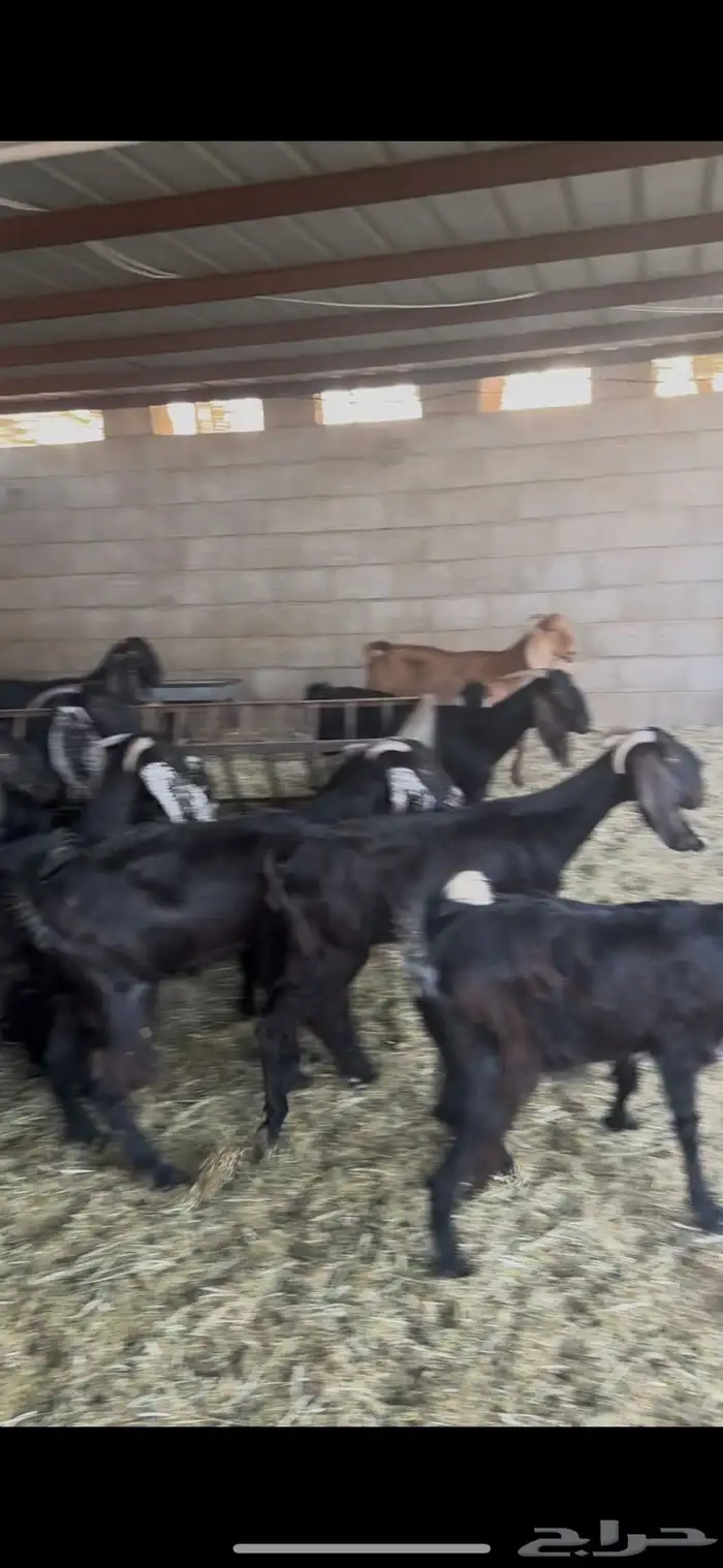 معزا عوراض 0