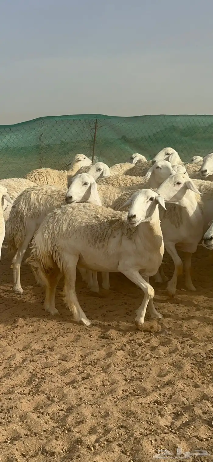 غنم حرية رخال منوة القناي 58 تحتها 2 5