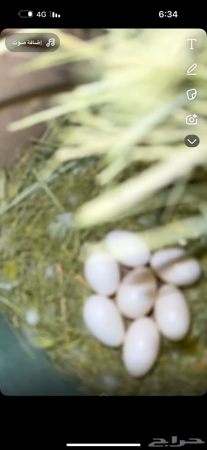 اجواز روز شرط انتاج 3