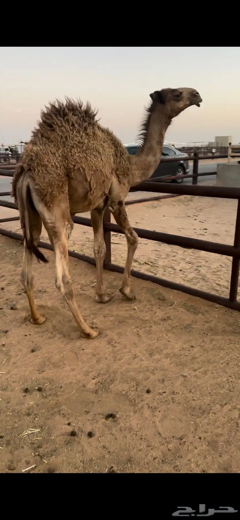 مفرود طايش شحم تحت أمه 1