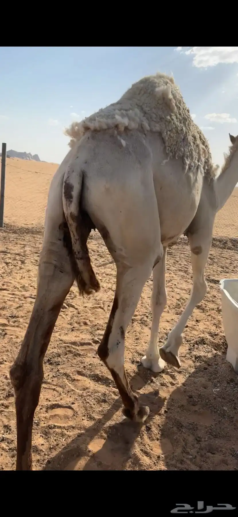 قعود مفرود تام 0