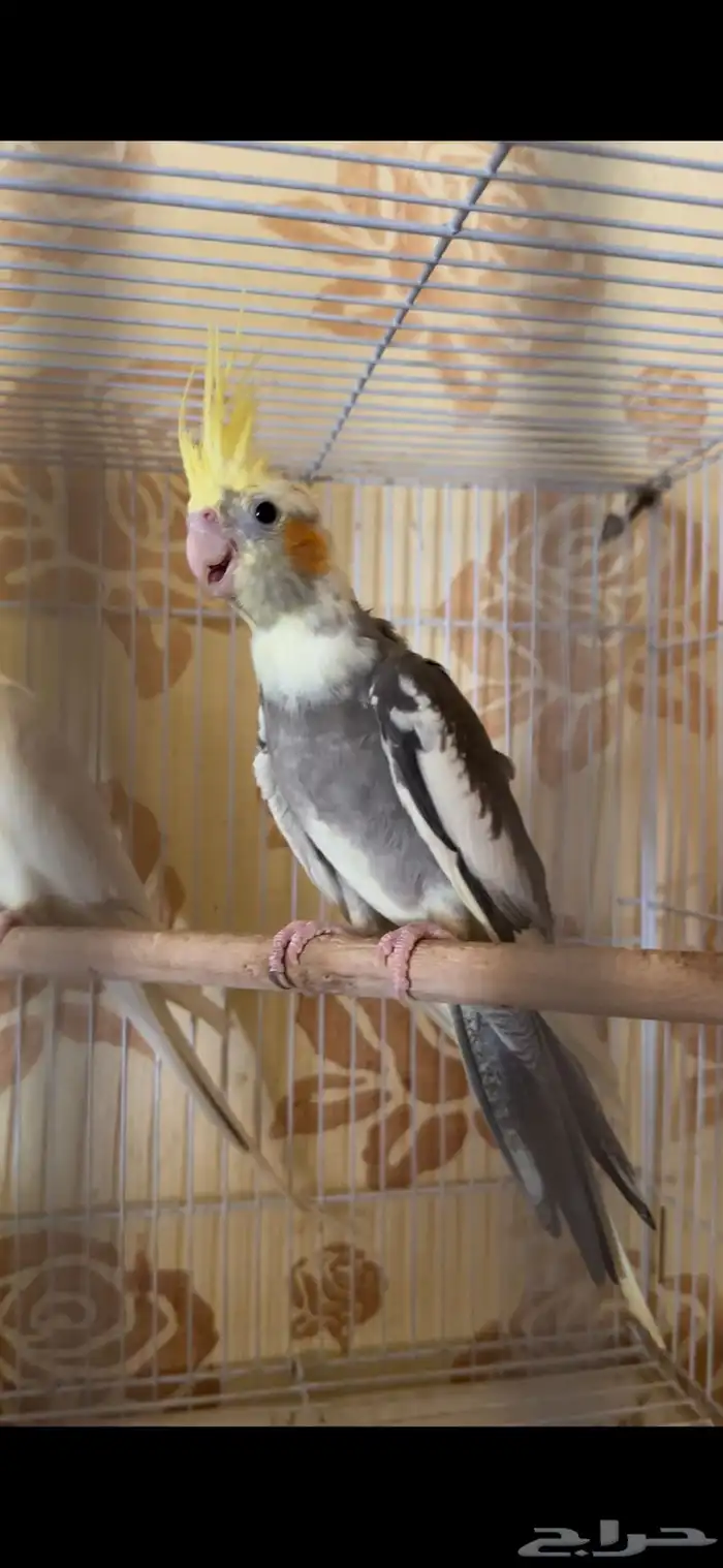 فرخ كيروان 2