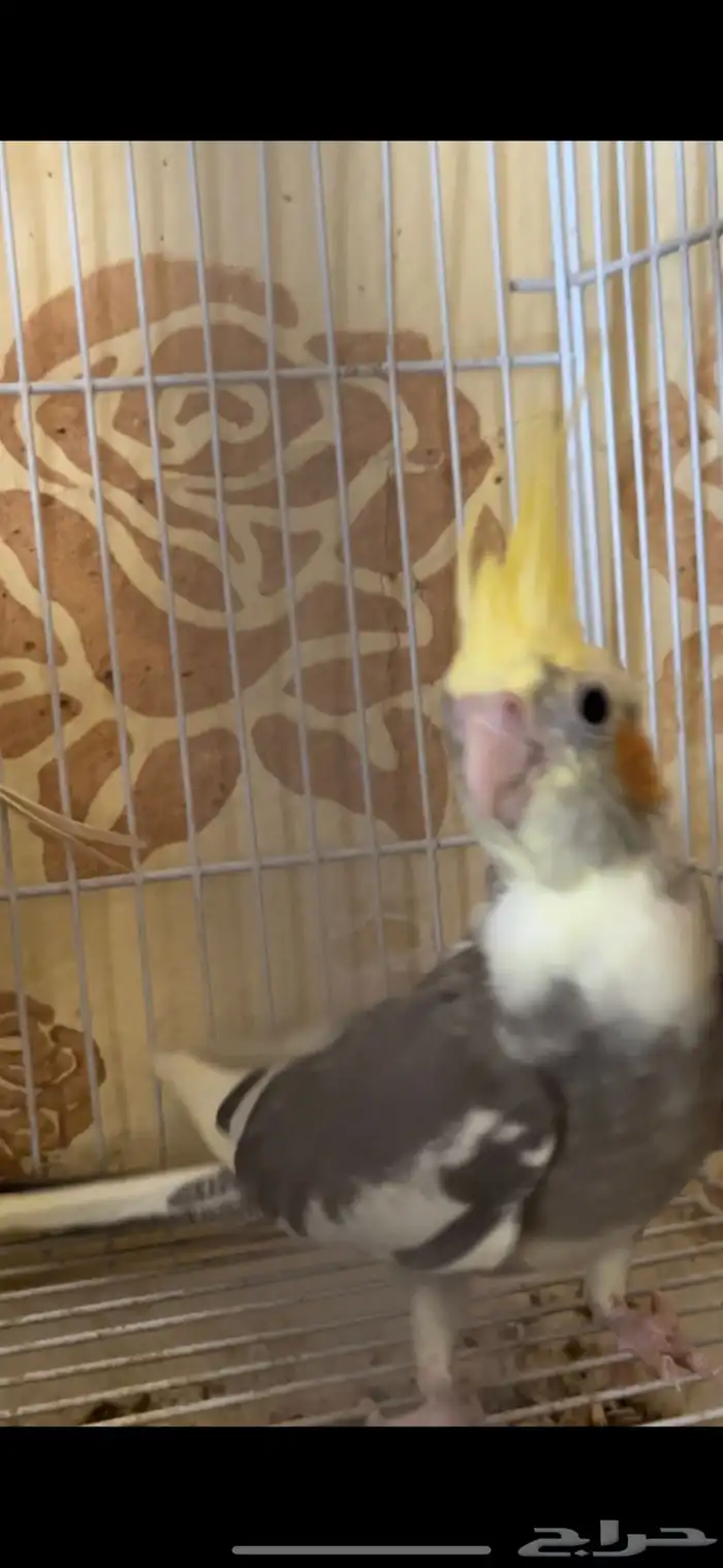 فرخ كيروان 9