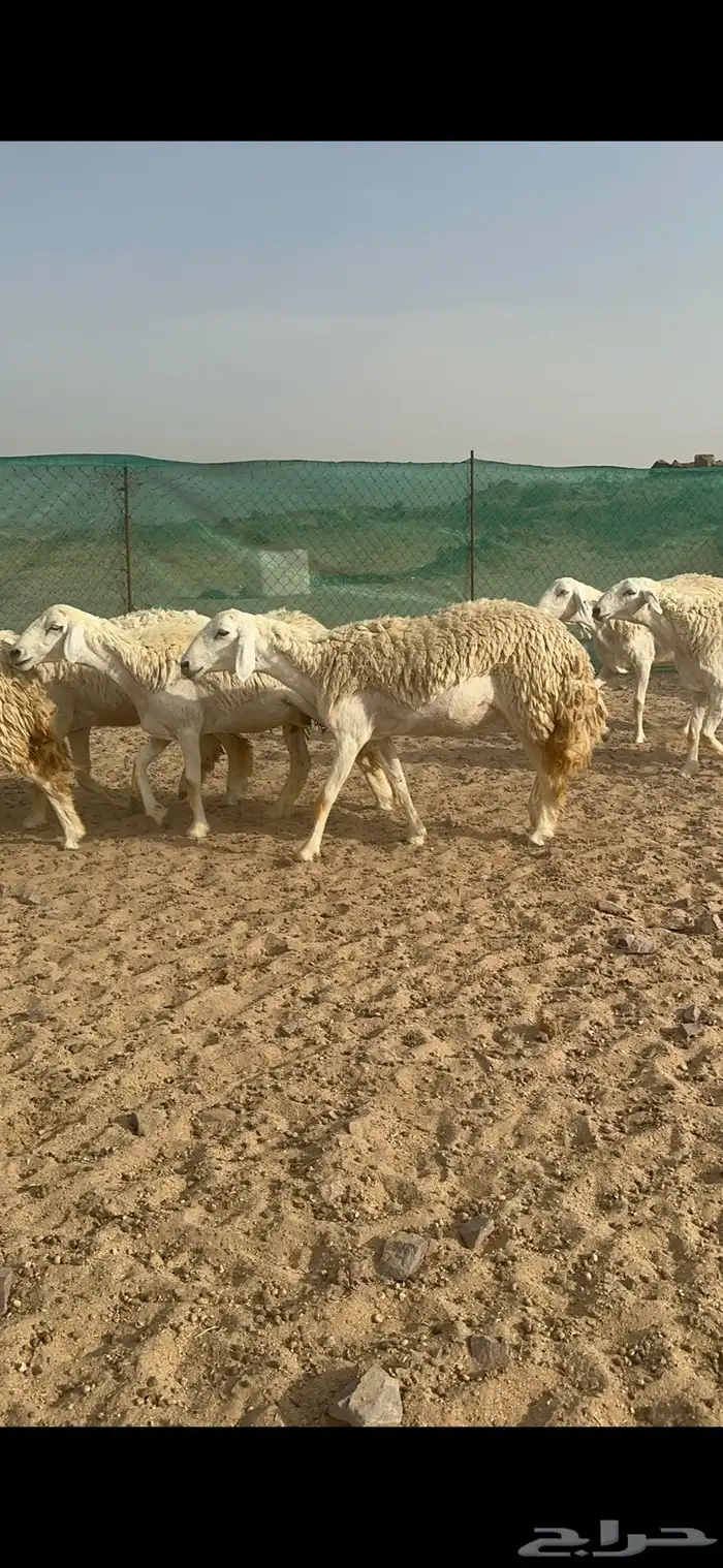 غنم حرية رخال منوة القناي 58 تحتها 2 15