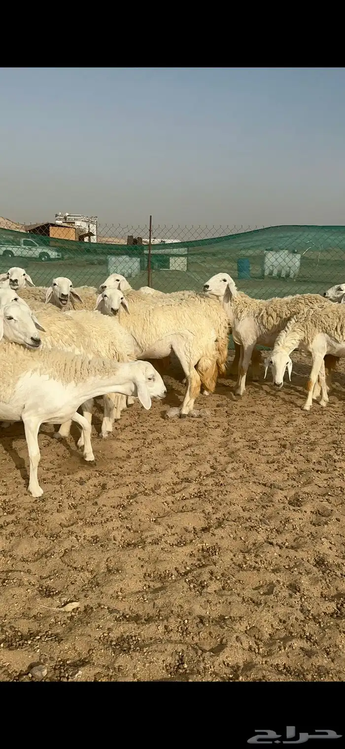 غنم حرية رخال منوة القناي 58 تحتها 2 13