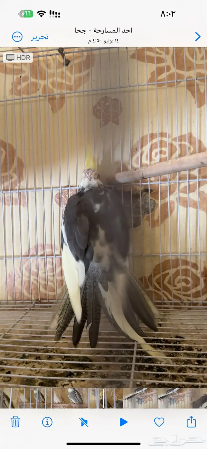 فرخ كيروان 7